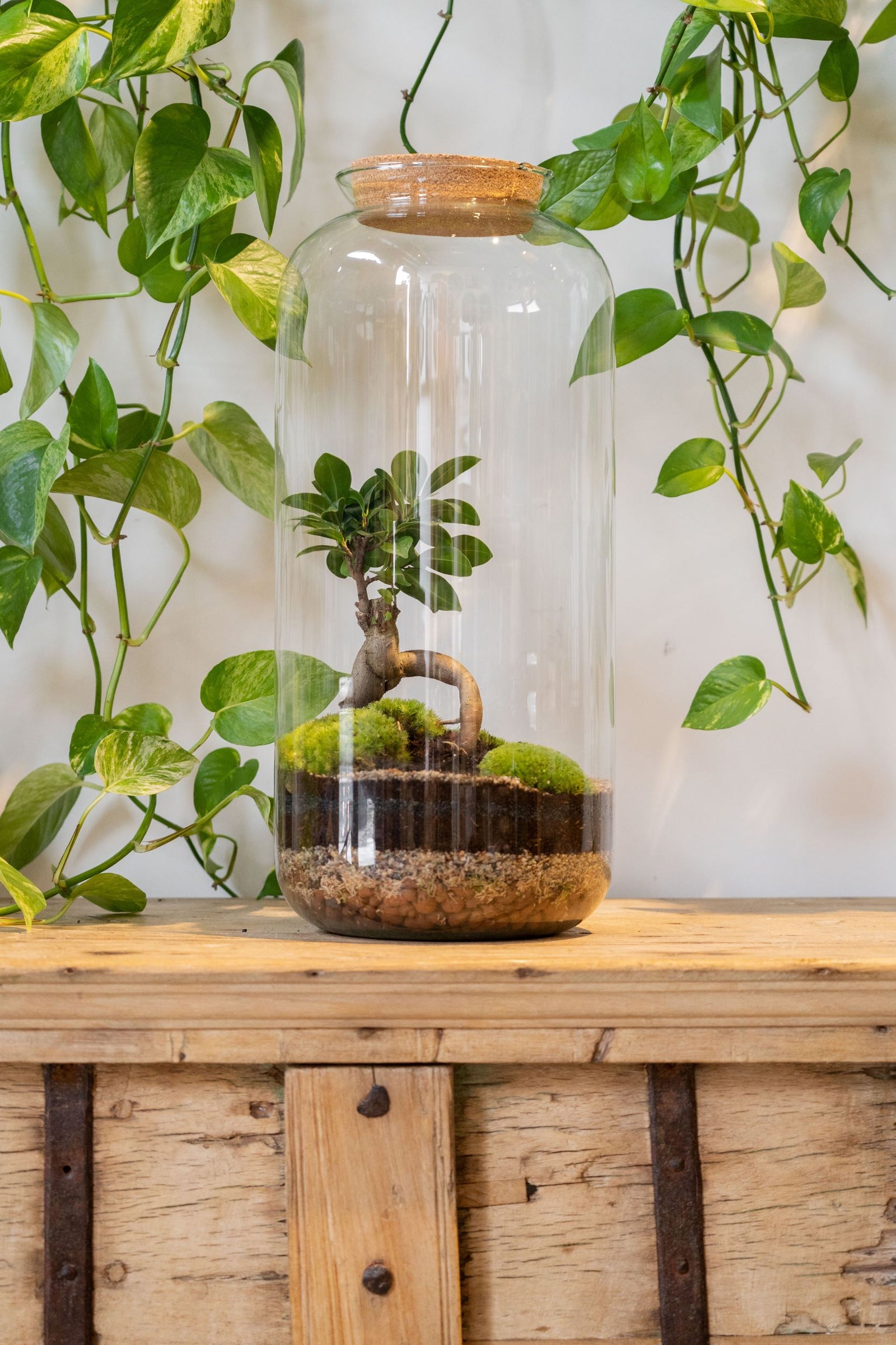 Zen Terrarium 50cm