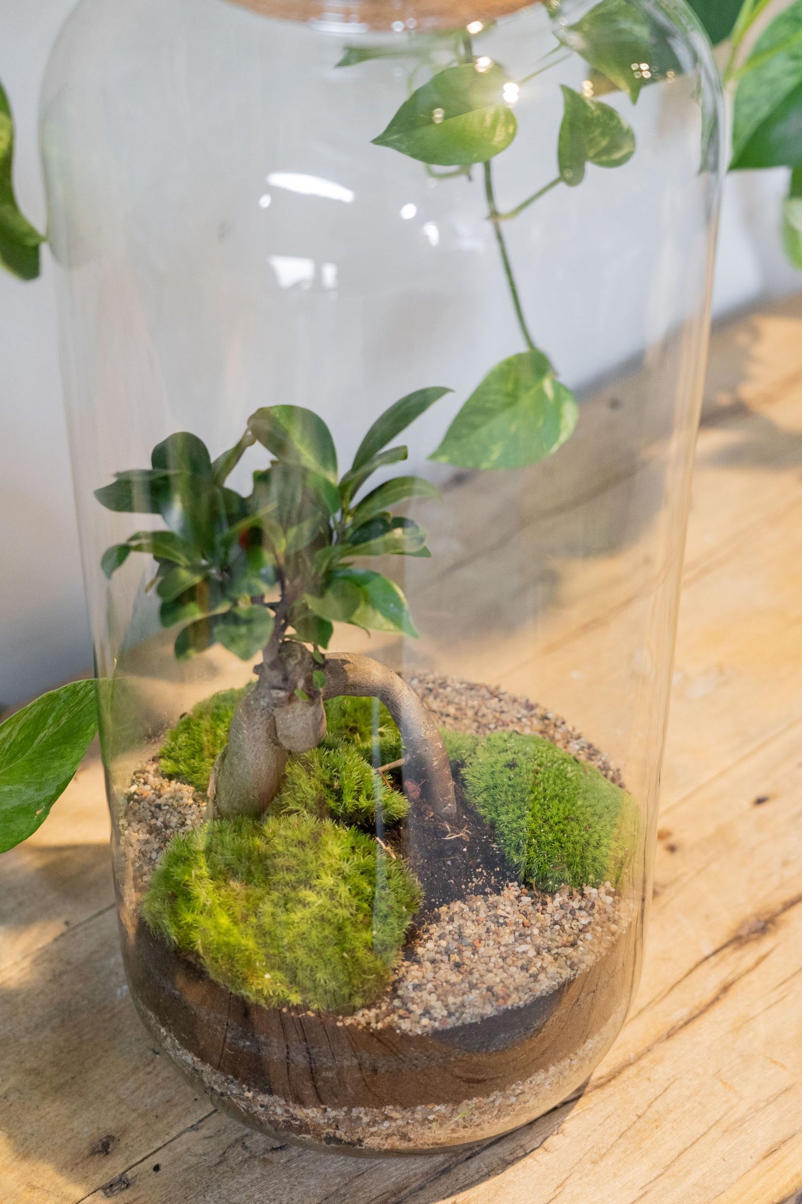 Zen Terrarium 50cm