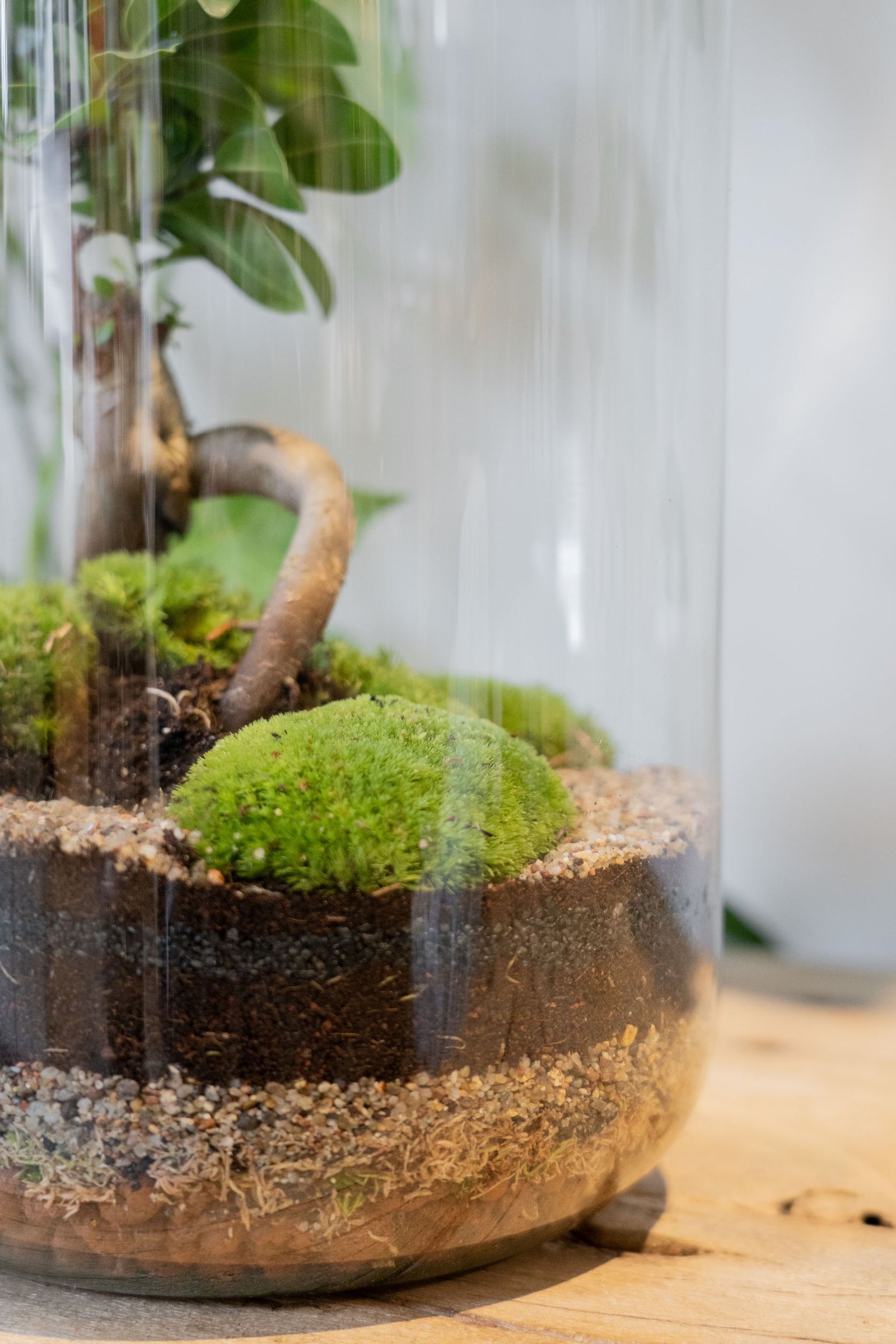Zen Terrarium 50cm