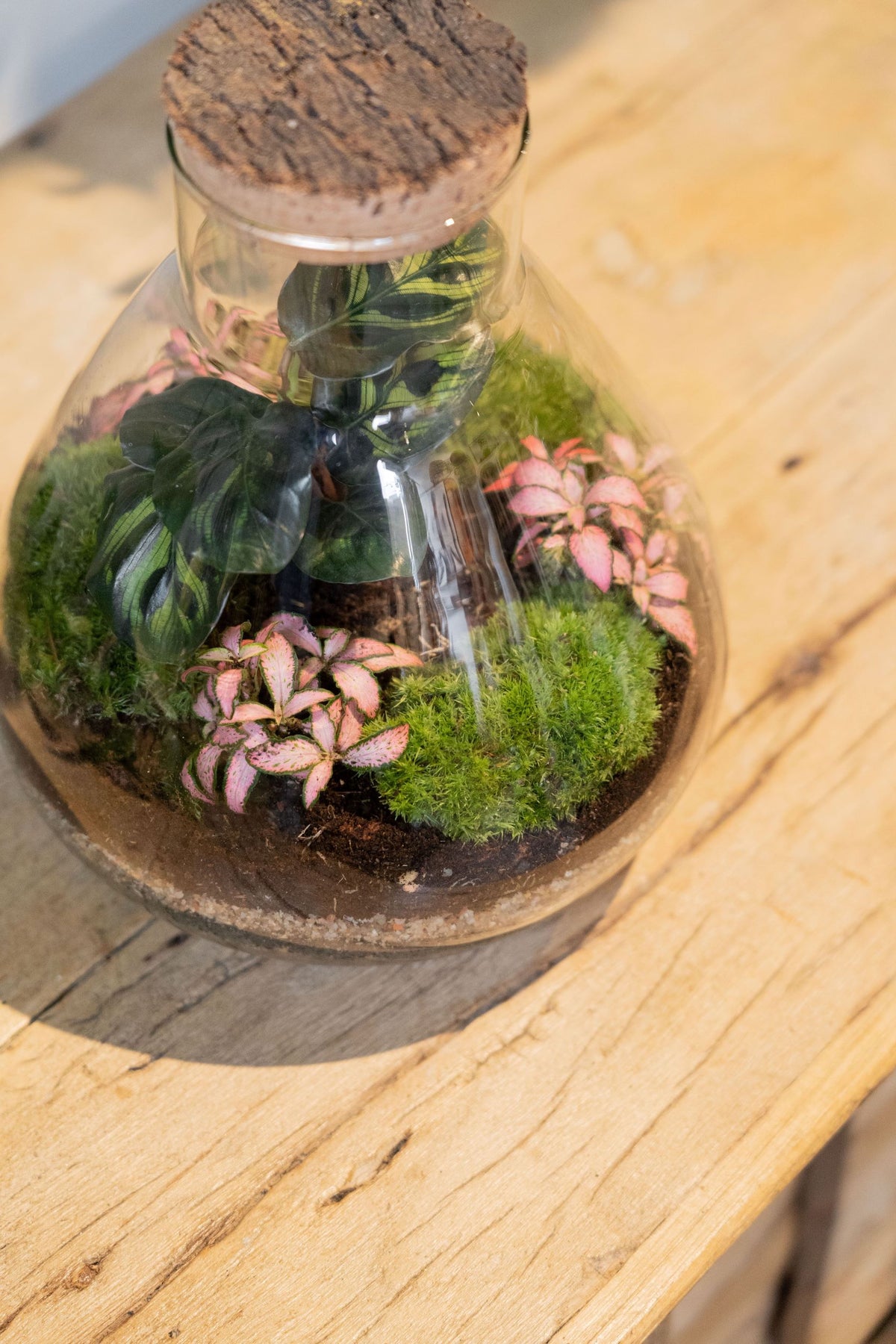 LAB Jar Terrarium Tropical