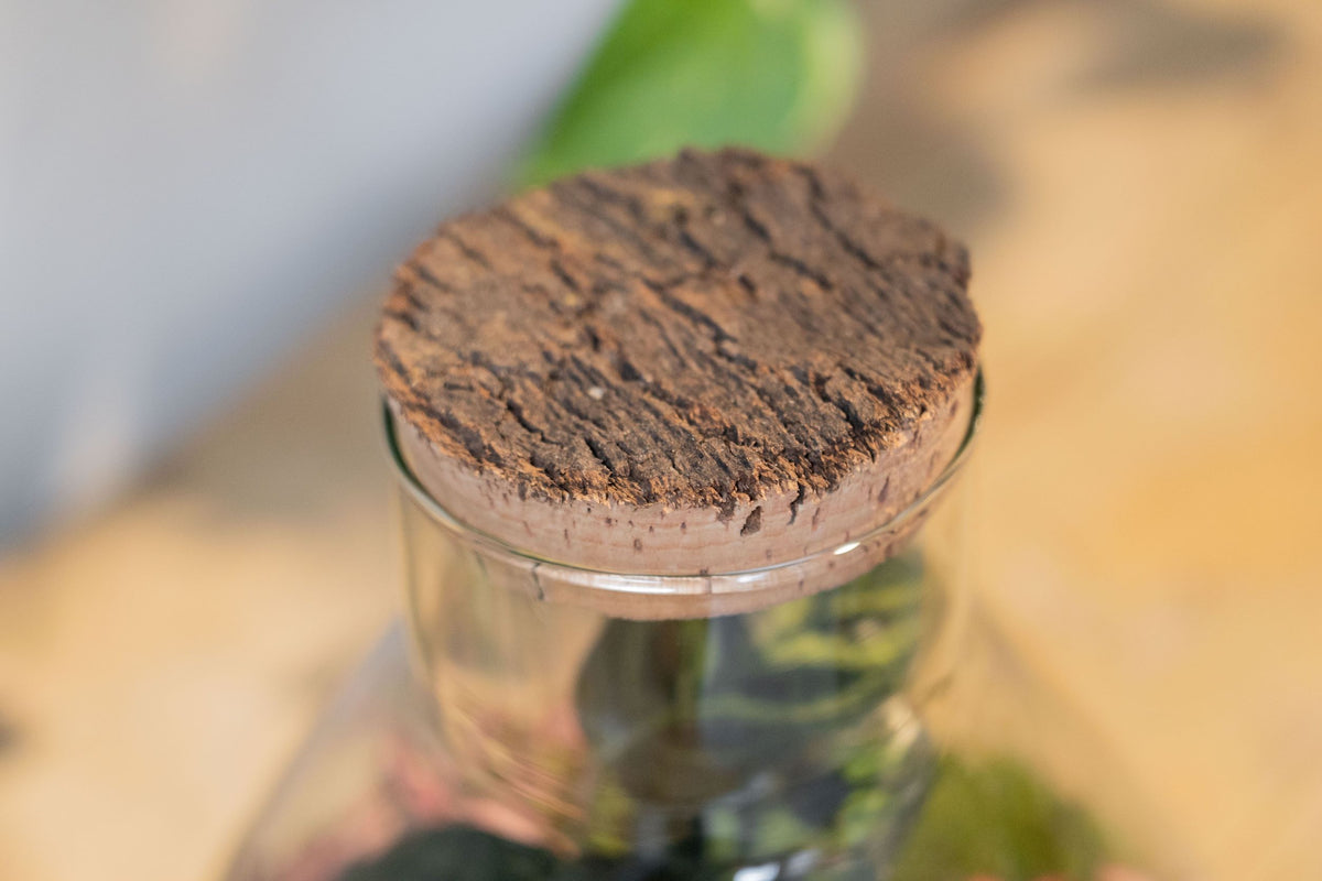 LAB Jar Terrarium Tropical