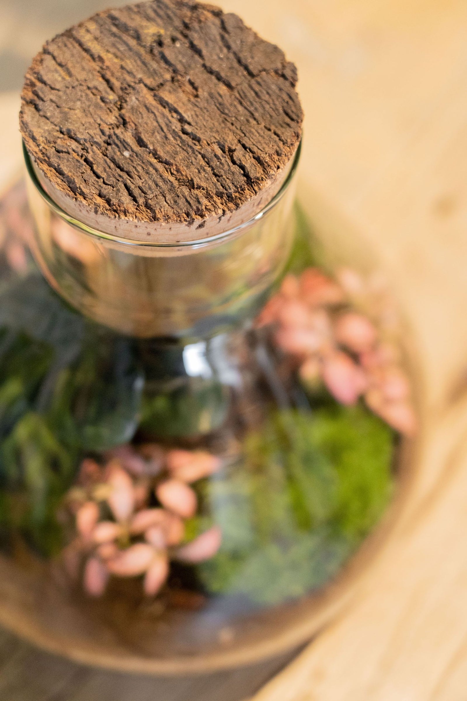 LAB Jar Terrarium Tropical