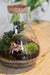 LAB Jar Terrarium Tropical