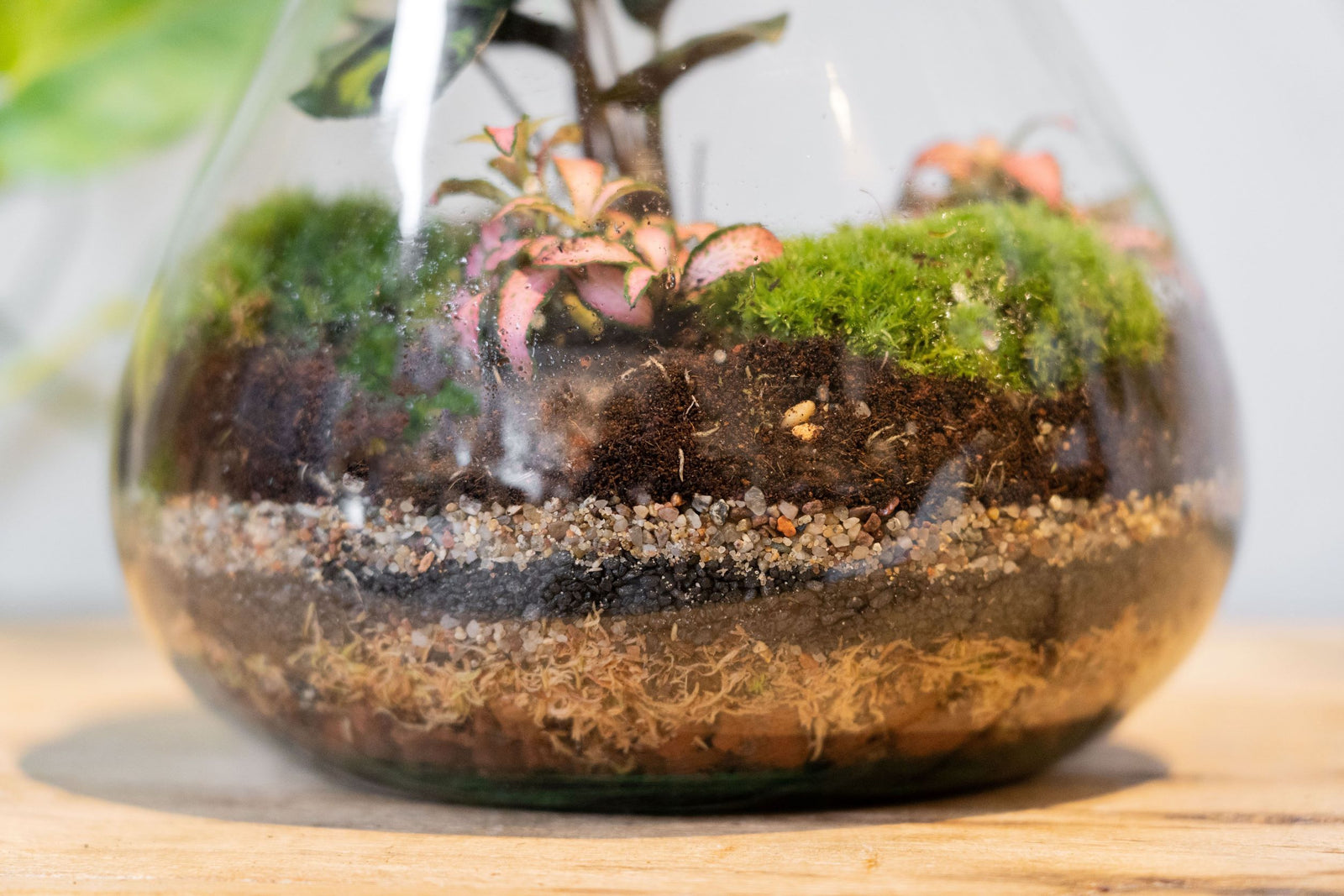 LAB Jar Terrarium Tropical