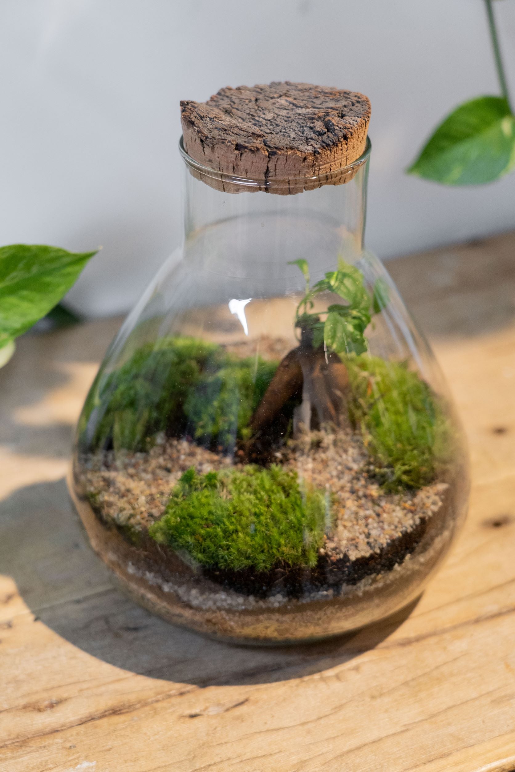 LAB Jar Terrarium Zen (24cm) - Botanical Boys