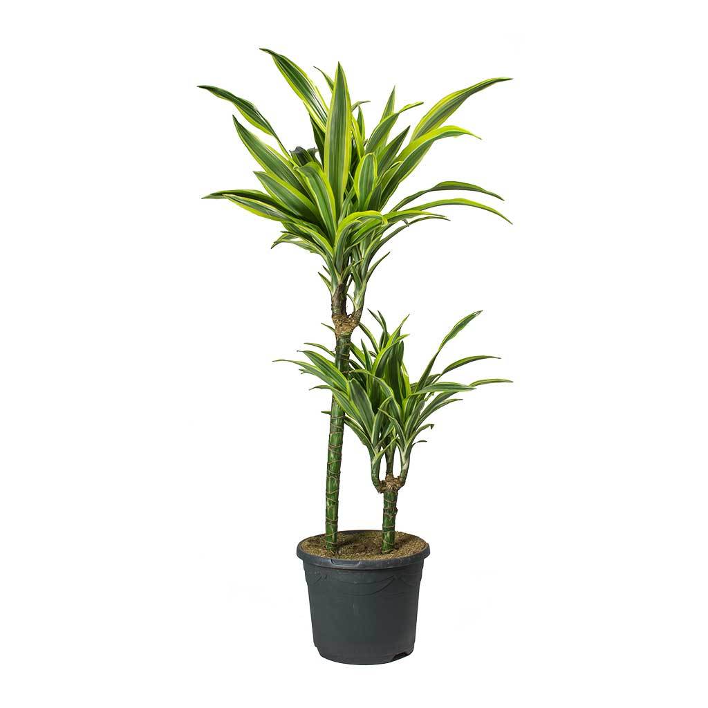 Dracaena - Lime Green