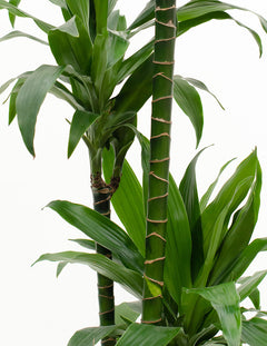 dracaena dark green leaves Dracaena - Dark Green