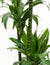 Dracaena - Dark Green