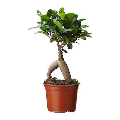 Ficus Ginseng