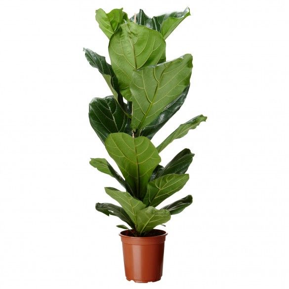 Fiddle Leaf