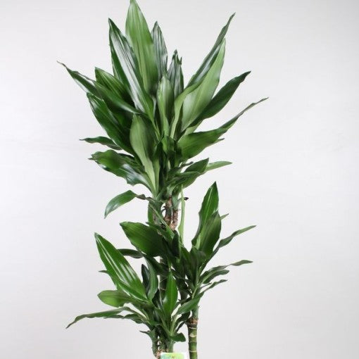 Dracaena - Dark Green