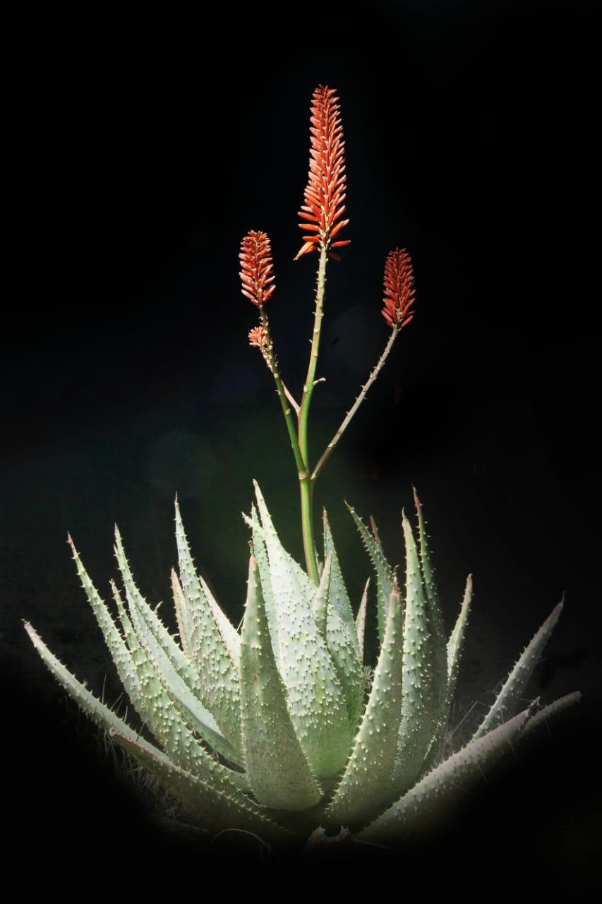 Art - Aloe Canvas