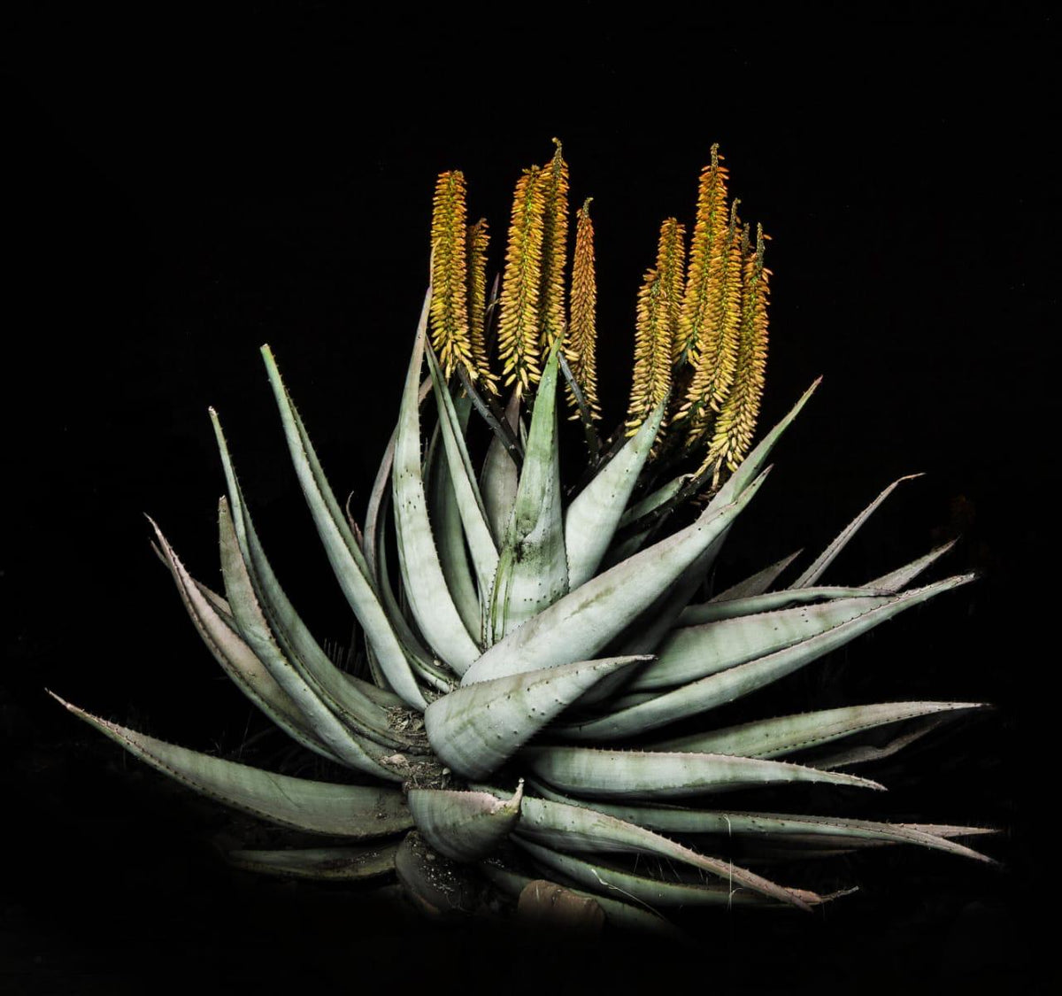 Art - Aloe Canvas