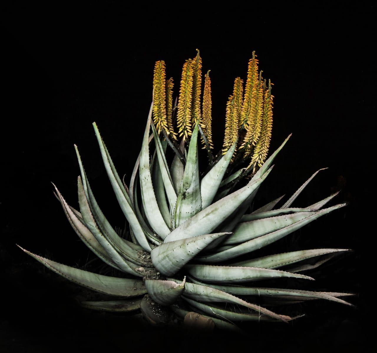 Art - Aloe Canvas