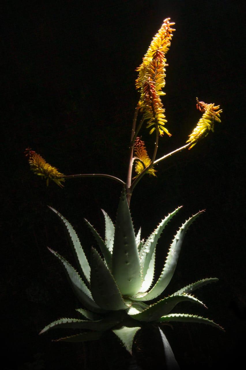 Art - Aloe Canvas