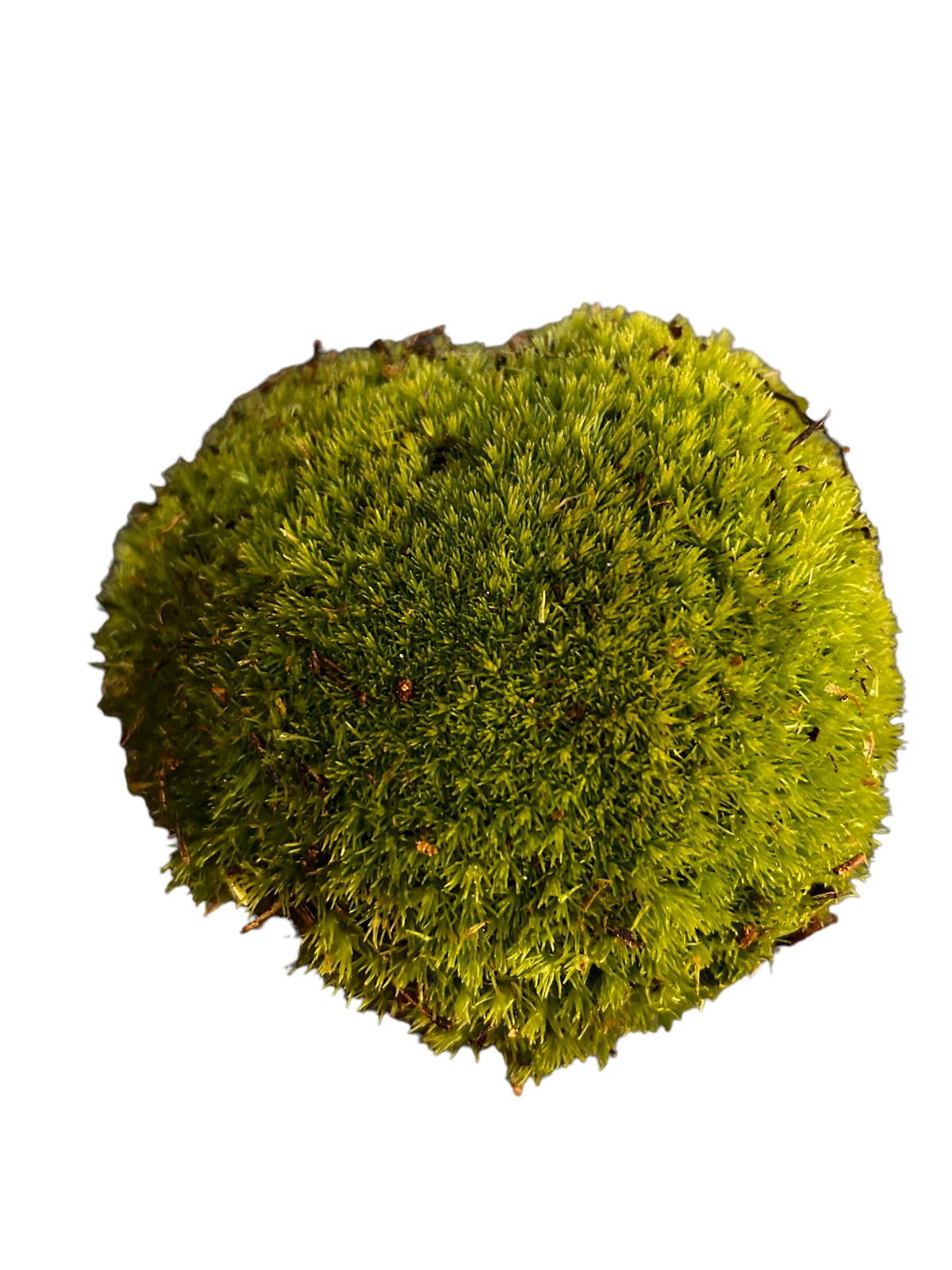 Bun Moss - Cushion Moss - Terrarium Moss