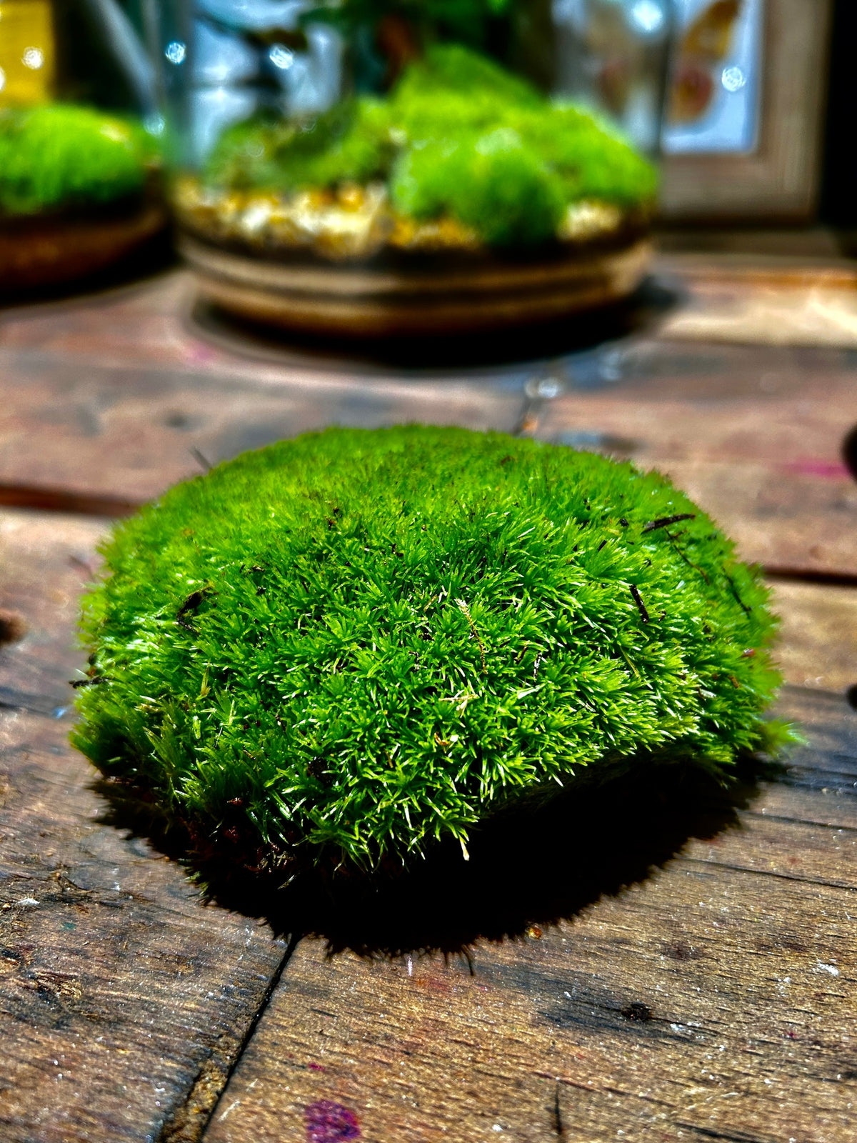 Bun Moss - Cushion Moss - Terrarium Moss