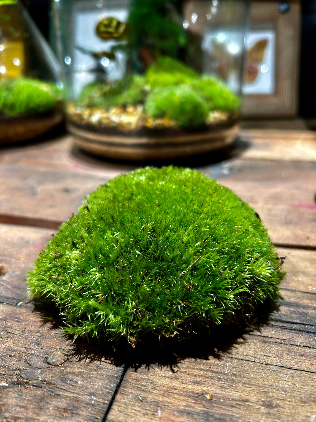 Bun Moss - Cushion Moss - Terrarium Moss - Botanical Boys