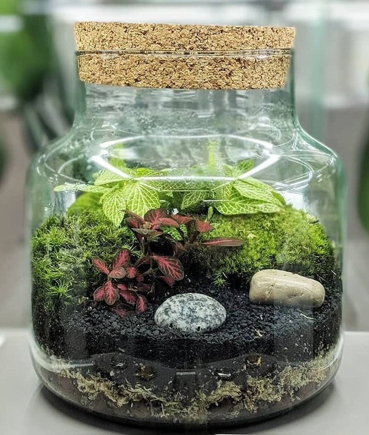 Cork jar terrarium kit - Botanical Boys