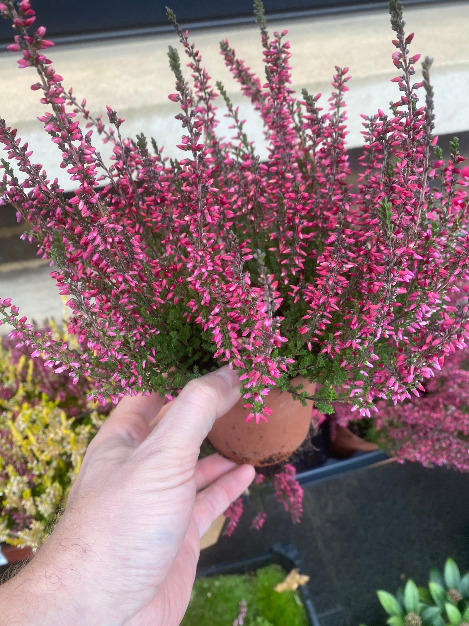 Heather