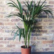 Kentia Palm Tree - 115cm