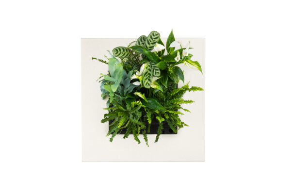 Bamboo Living Wall Picture Frame - Natural