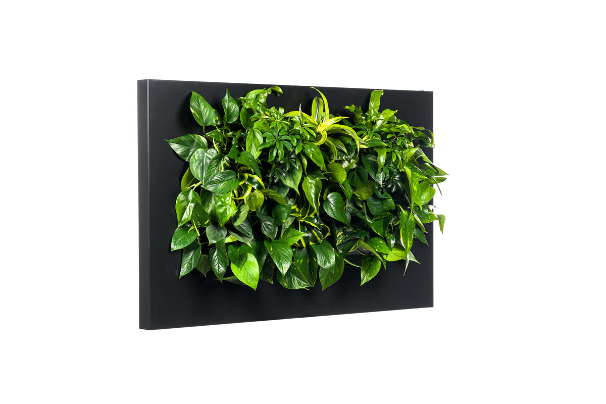 LIVE PICTURE - Living wall frame - 112cm - Black