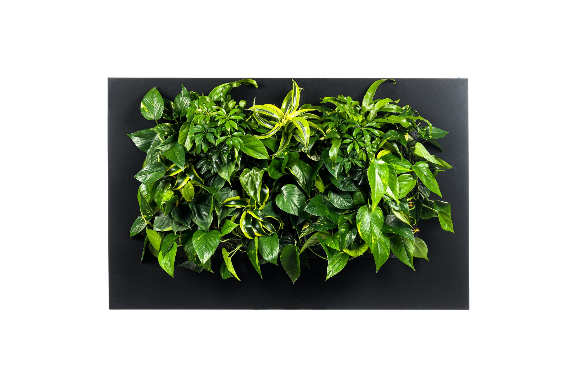 LIVE PICTURE - Living wall frame - 112cm - Black