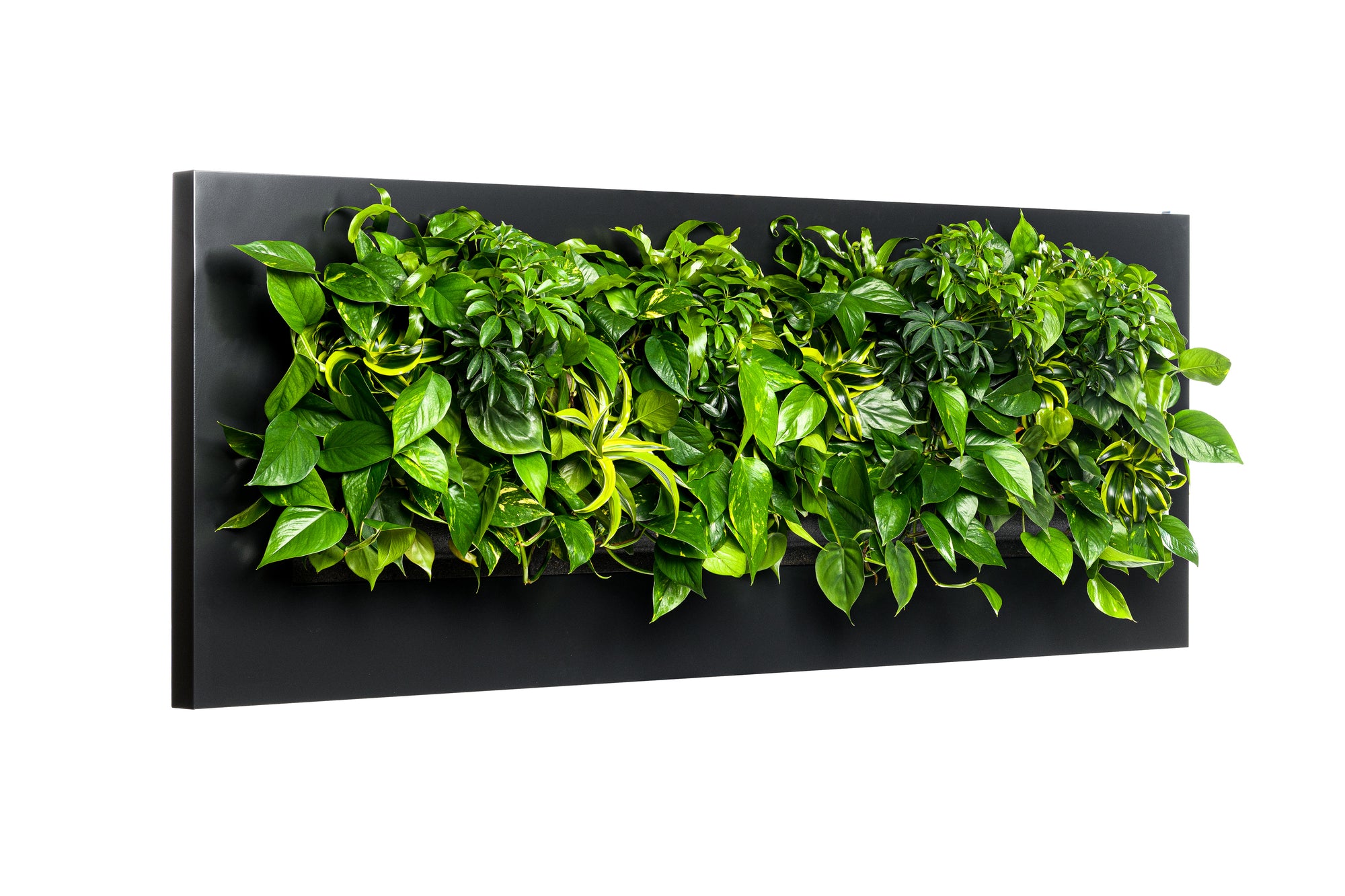 LIVE PICTURE - Living wall frame - 192cm - Black