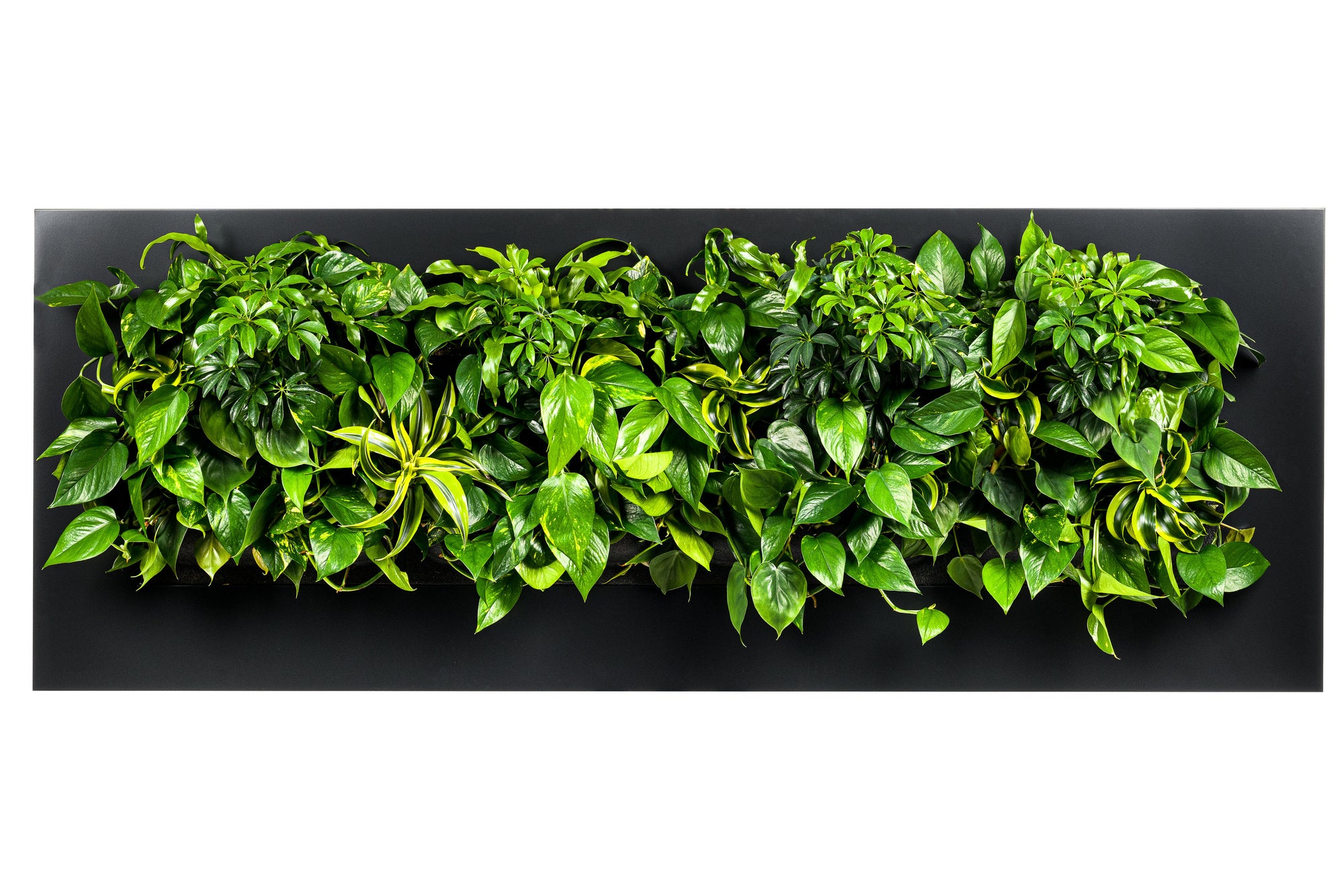 LIVE PICTURE - Living wall frame - 192cm - Black