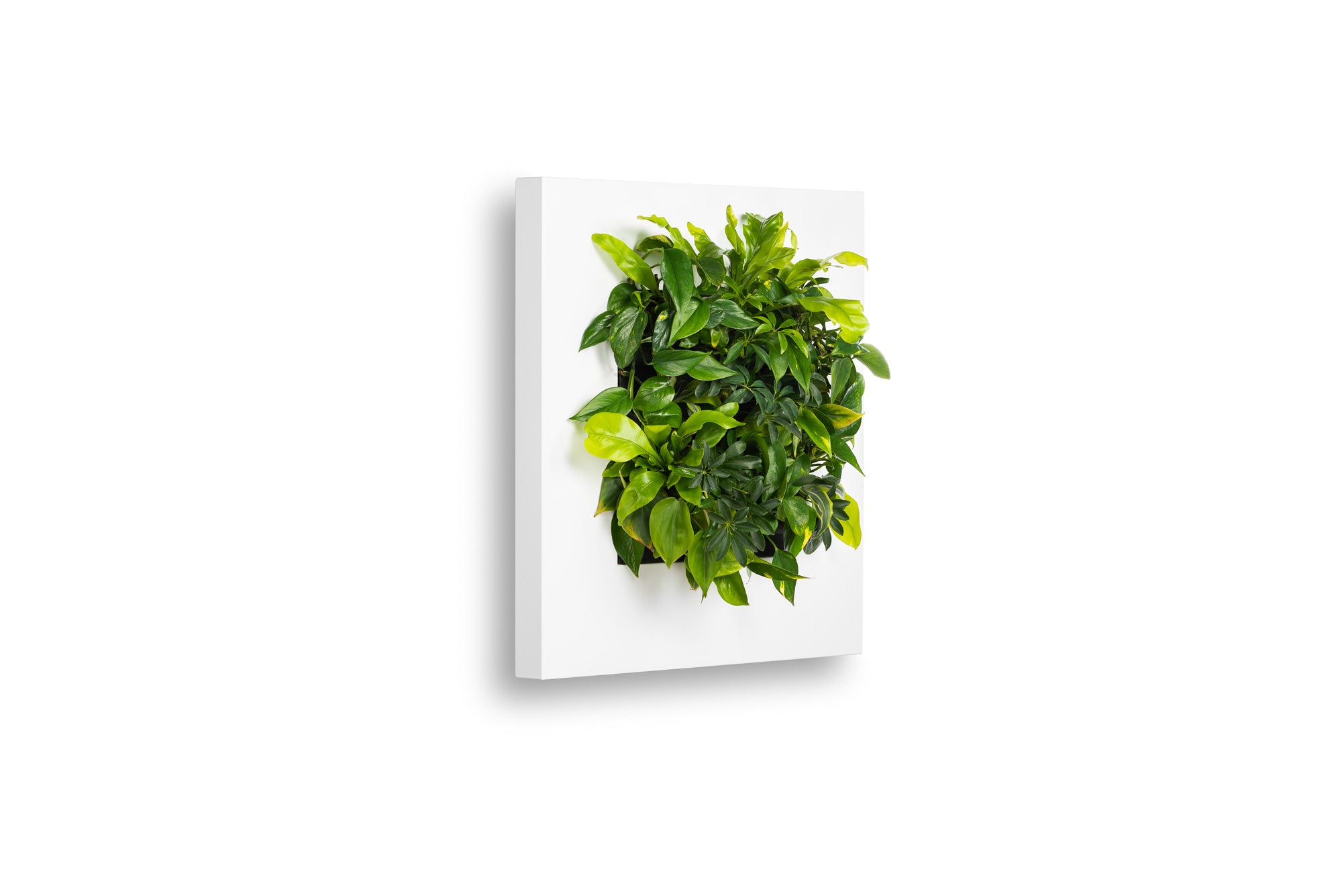 LIVE PICTURE - Living wall frame - 72cm - White