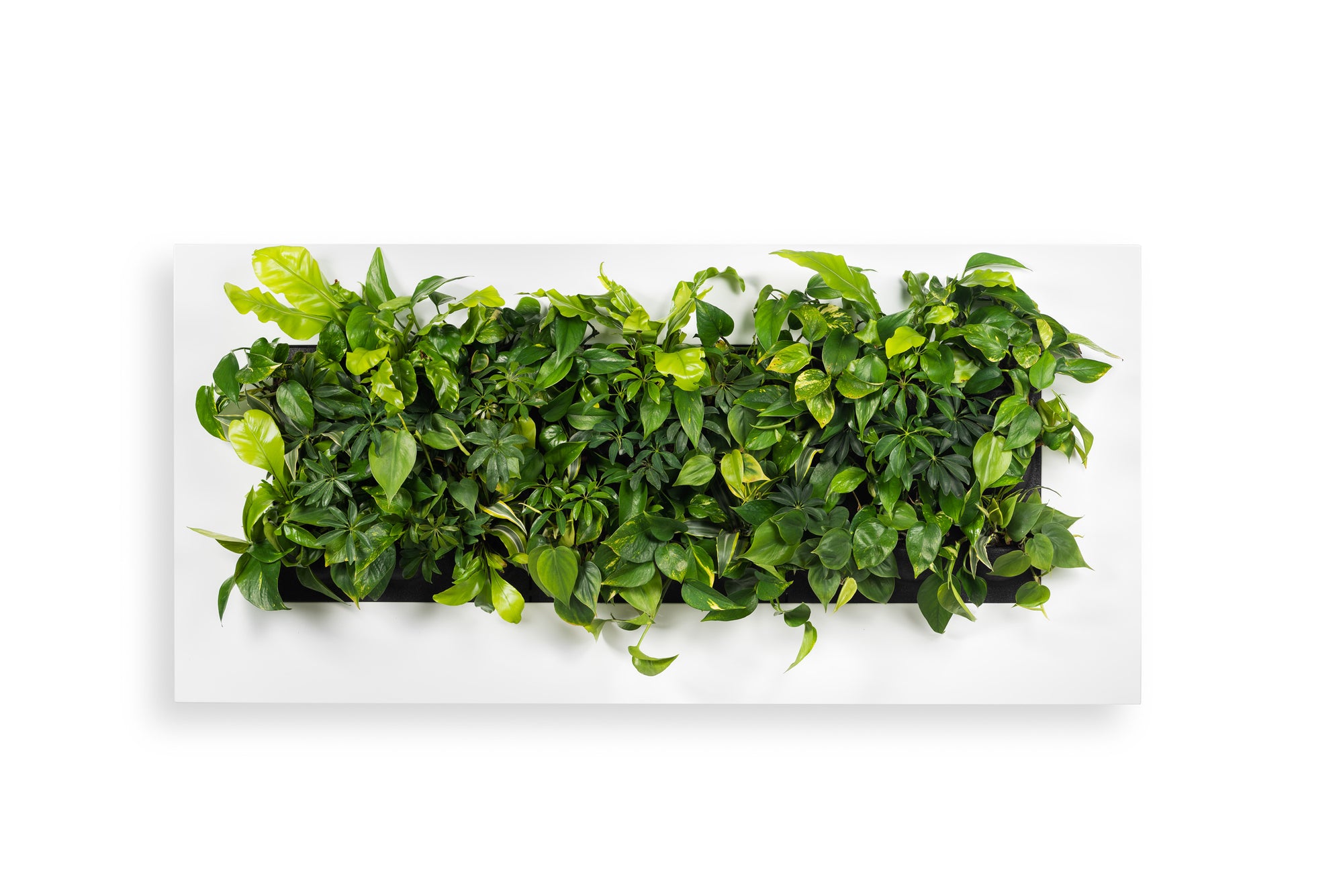 LIVE PICTURE - Living wall frame - 152cm - White