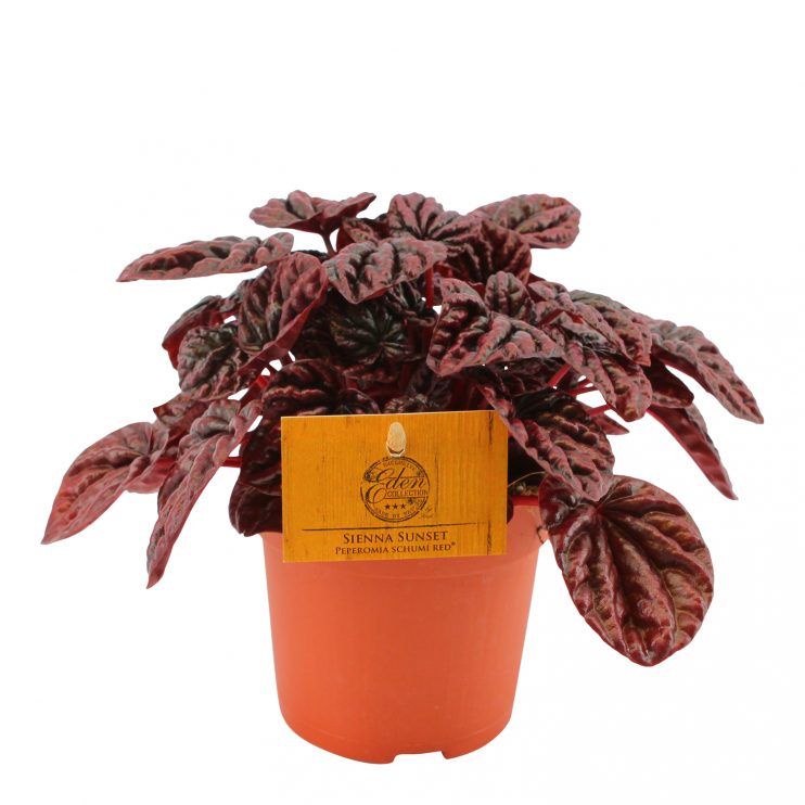 Pepperomia Schumi Red
