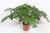 Philodendron bipinnatifidum - 100cmH x 30cmD