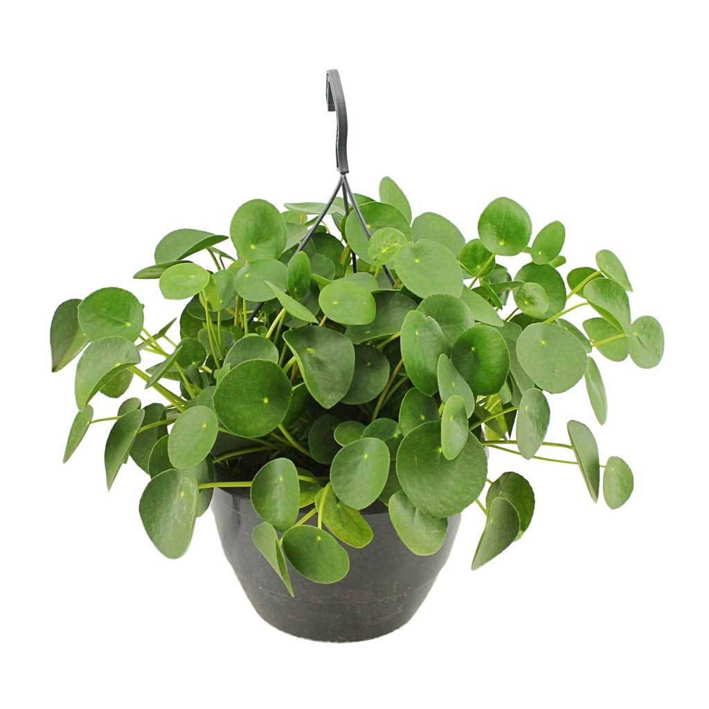Pilea Peperomioides
