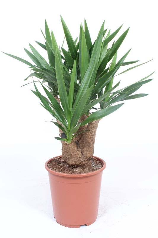 Yucca Elephantipes - 90cmH x 27cmD