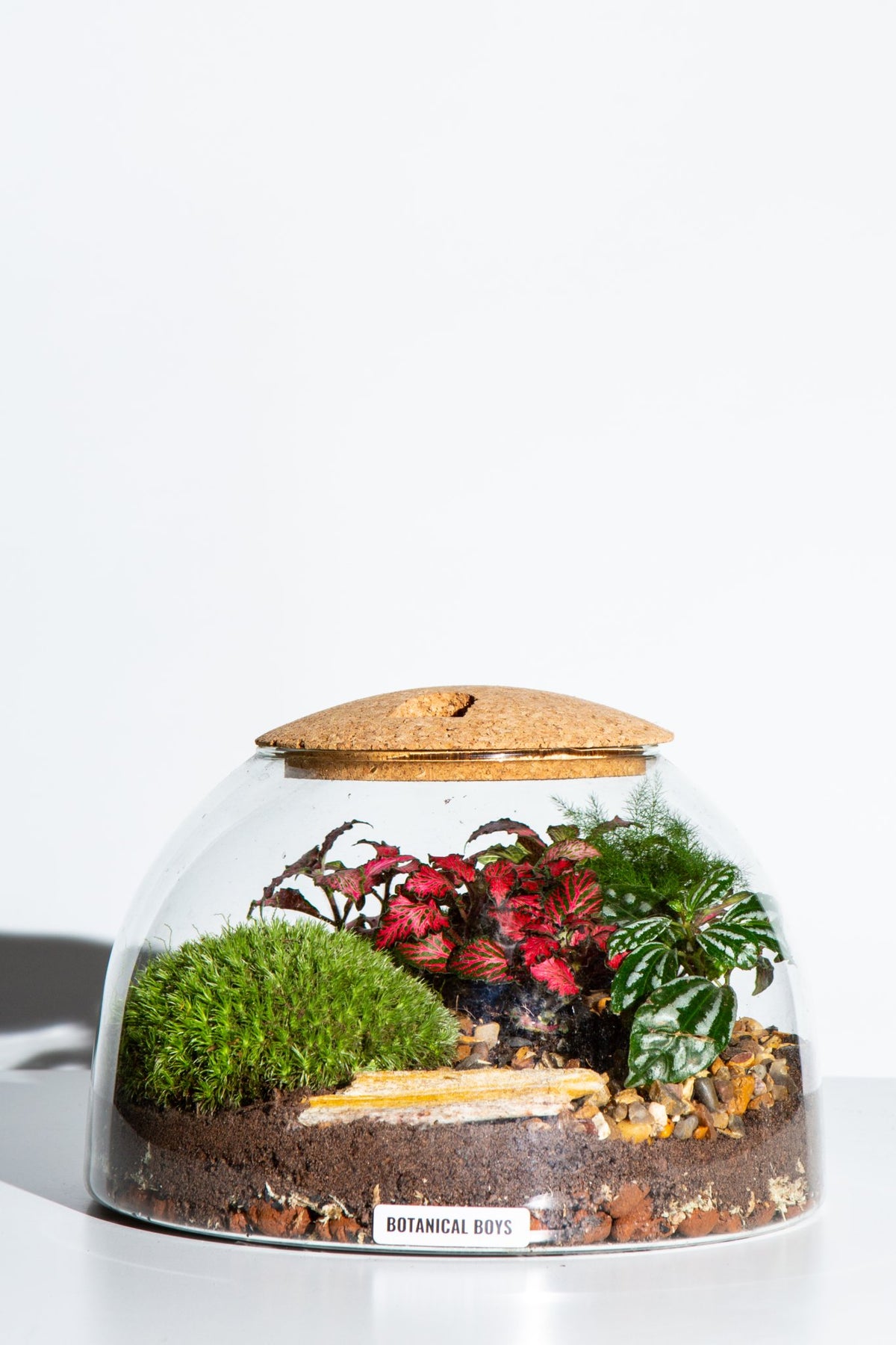 Masterclass upgrade 16.5cm Eden Dome Botanical Boys