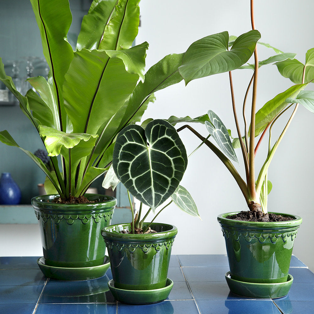 Copenhagen Glazed Plant Pot and Saucer - Emerald