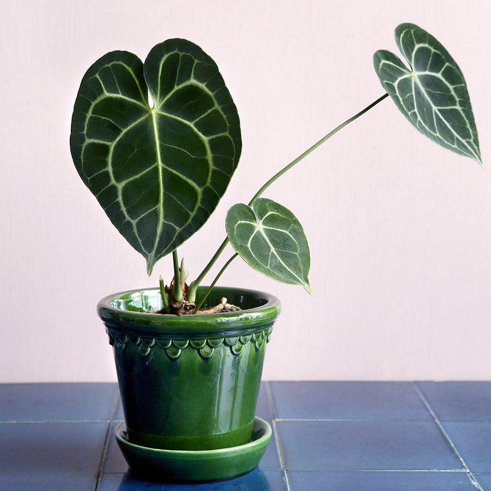 Copenhagen Glazed Plant Pot and Saucer - Emerald
