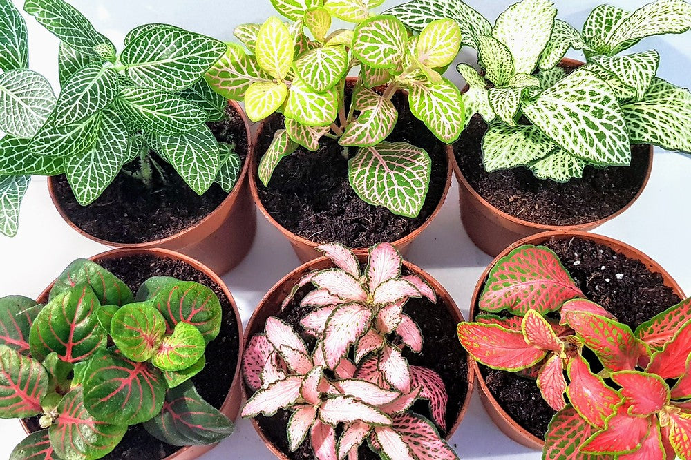 Fittonia