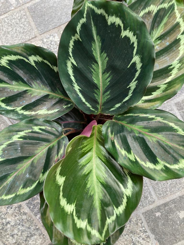 Calathea Medallion
