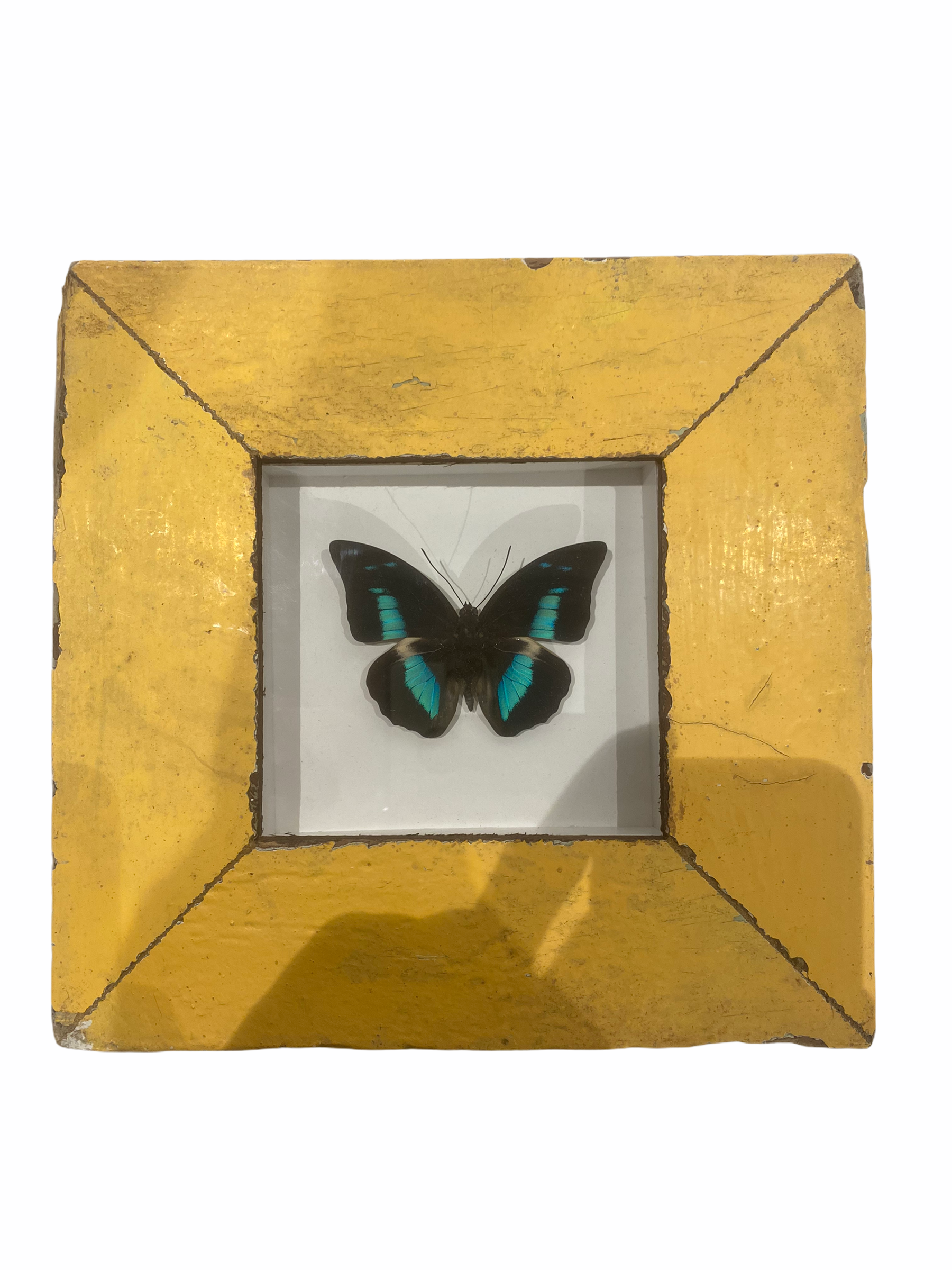 Butterfly in Yellow Frame