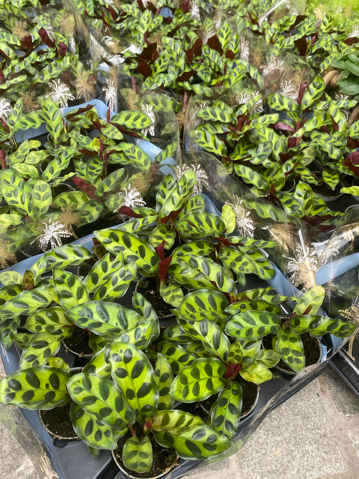 Calathea Tots - small variety