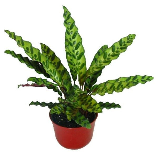 Calathea Insignis - Rattlesnake