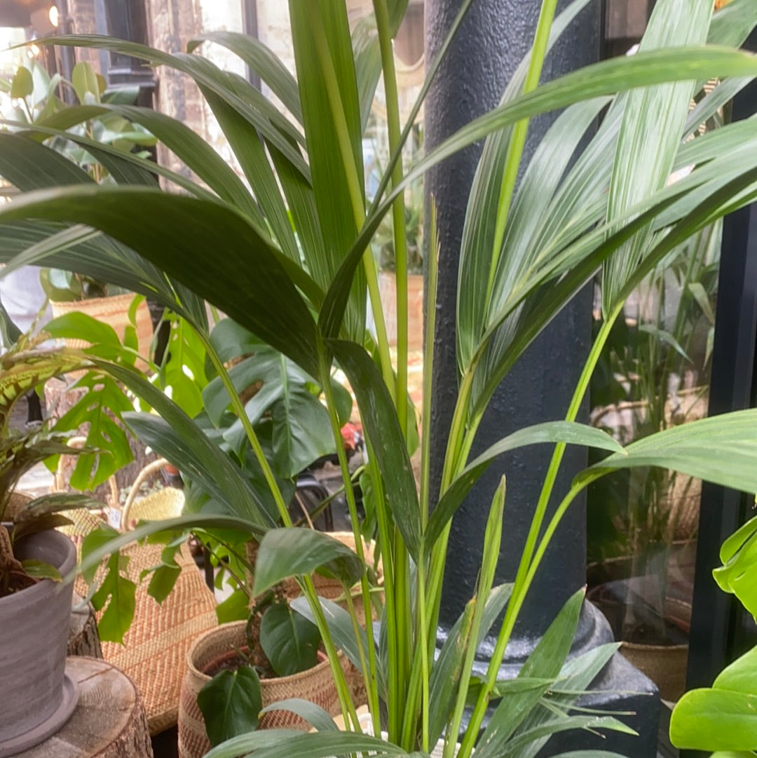 Kentia Palm Tree - 115cm
