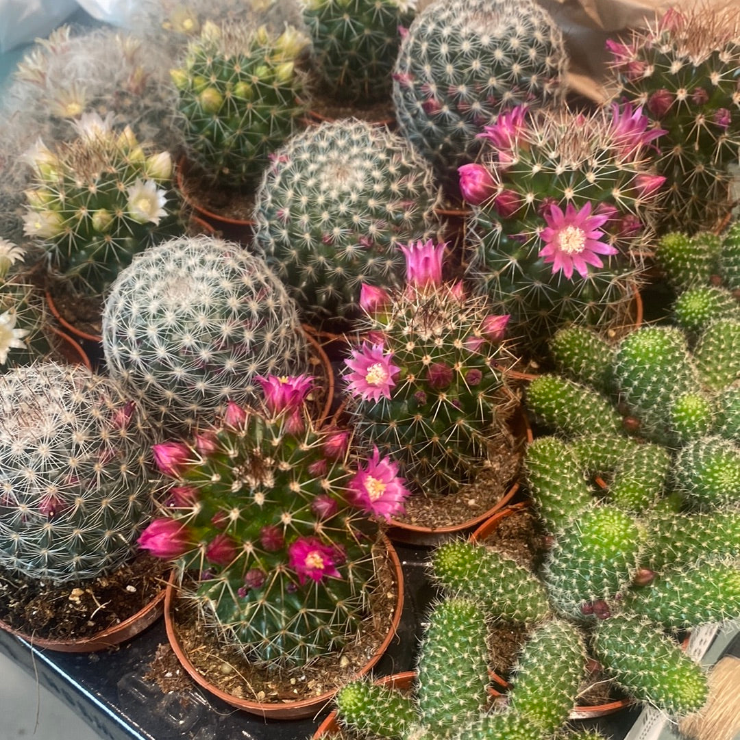 Cactus have some of the most beautiful shapes and forms and are well suited to dry climates which makes them super easy to care for as you do not need to water them often