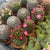 Cactus mini - Mammillaria 5cm