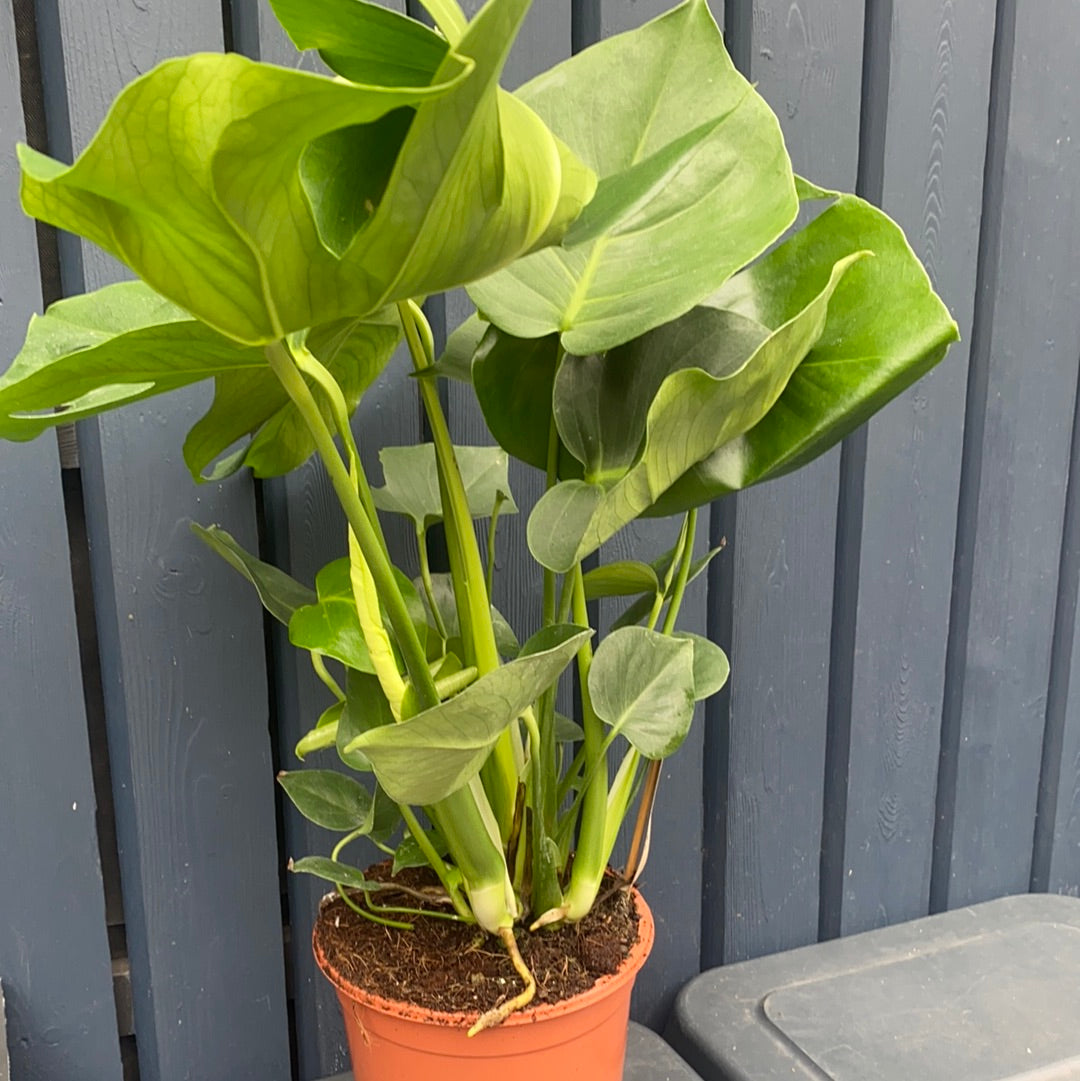 Monstera - 18cmD