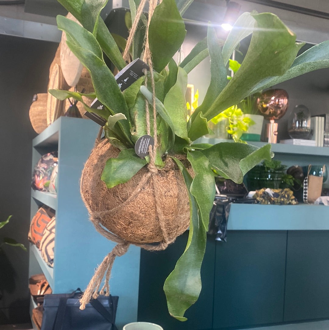bird's nest fern hanging Birds Nest Fern - Asplenium Kokedame hanging 17cm