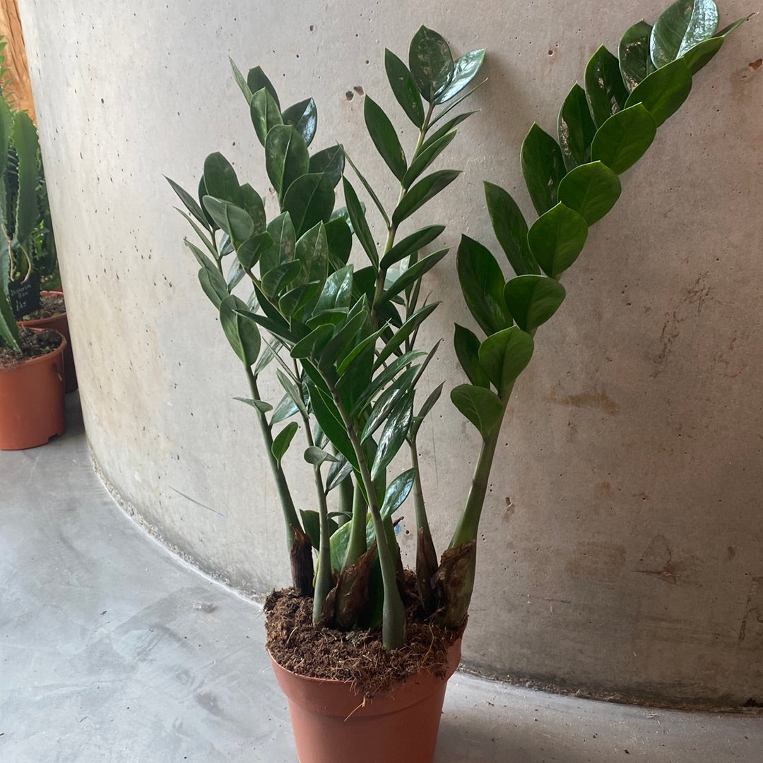 Zamioculcus - ZZ 60cm